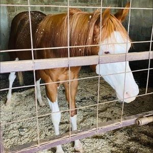 Meet your Posher, Jose